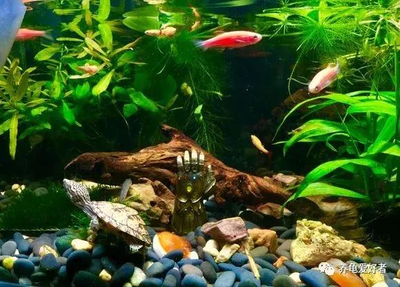 水龟不吃食趴缸是什么原因,黄喉拟水龟不下水