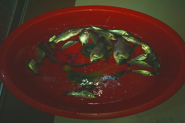 钓鱼避免小鱼闹窝的4个方法,晚上钓鱼为啥不闹小鱼