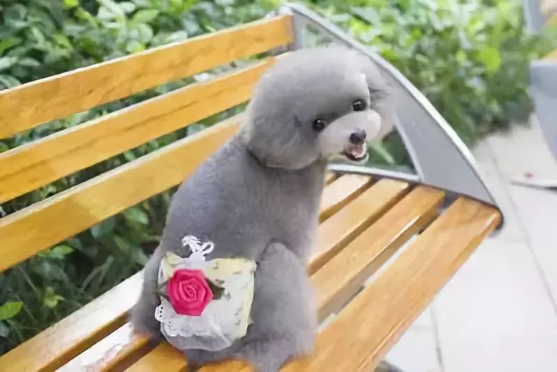 狗狗发情的二三事儿「养宠学院」