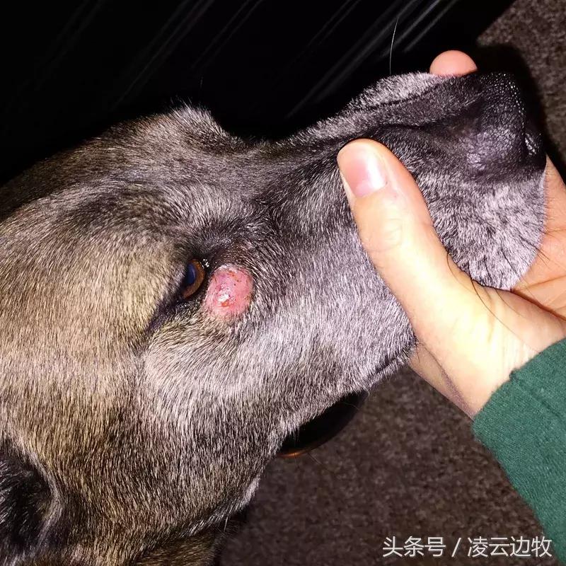 狗狗起红疹怎么办,狗狗红疹怎么治