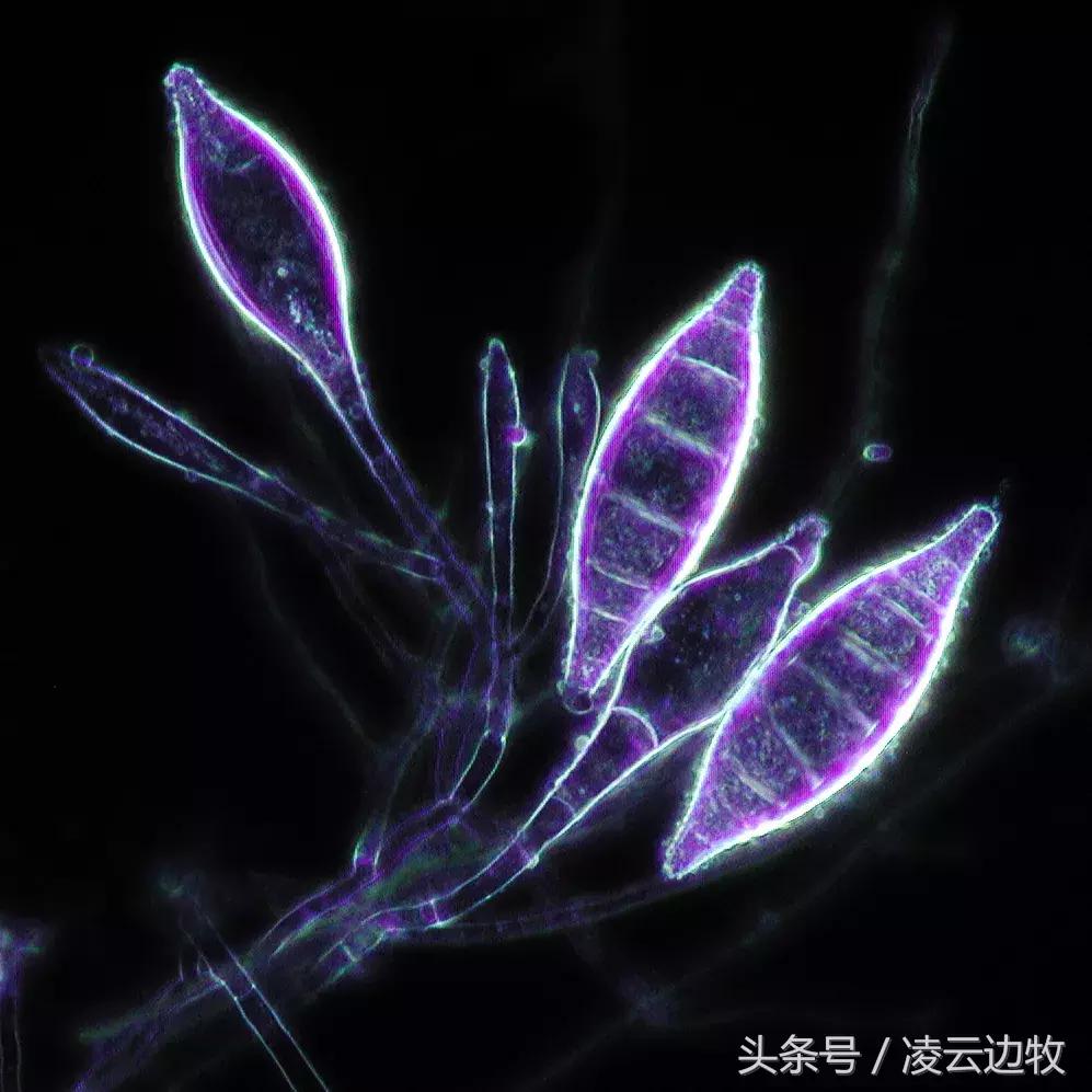 痒痒痒救救小主吧！狗狗出红疹怎么办？