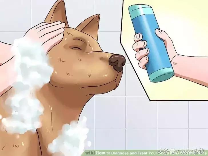 狗狗起红疹怎么办,狗狗红疹怎么治