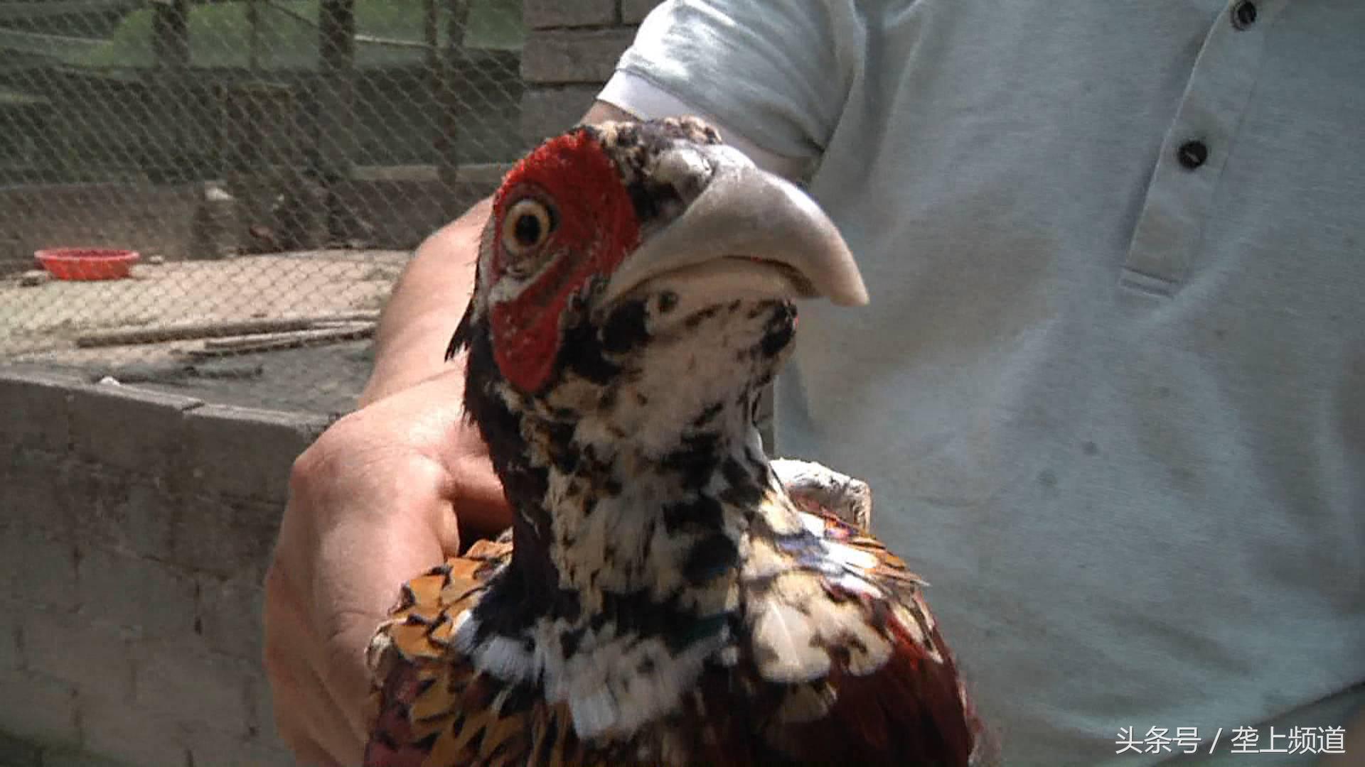 吃玉米、啄树皮，中药做护理，2斤多重的狂野“山鸡”，有啥特别