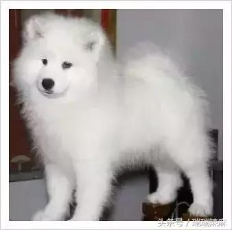 萨摩耶犬怎么防止细小感染,萨摩耶狗狗如何防止脱毛