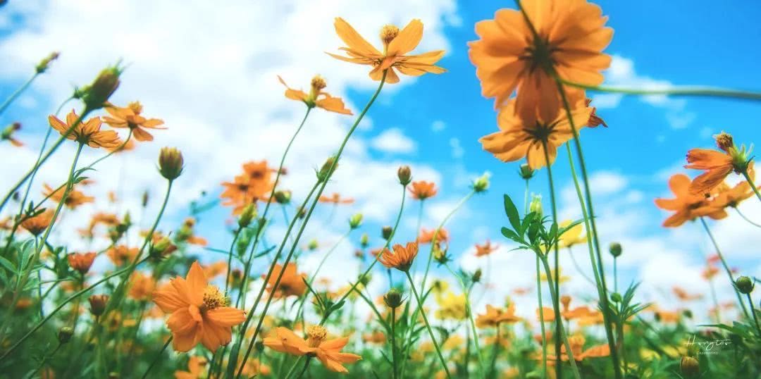 珠海高铁就能到的小县城，藏着圣托里尼的浪漫，济州岛的清新！