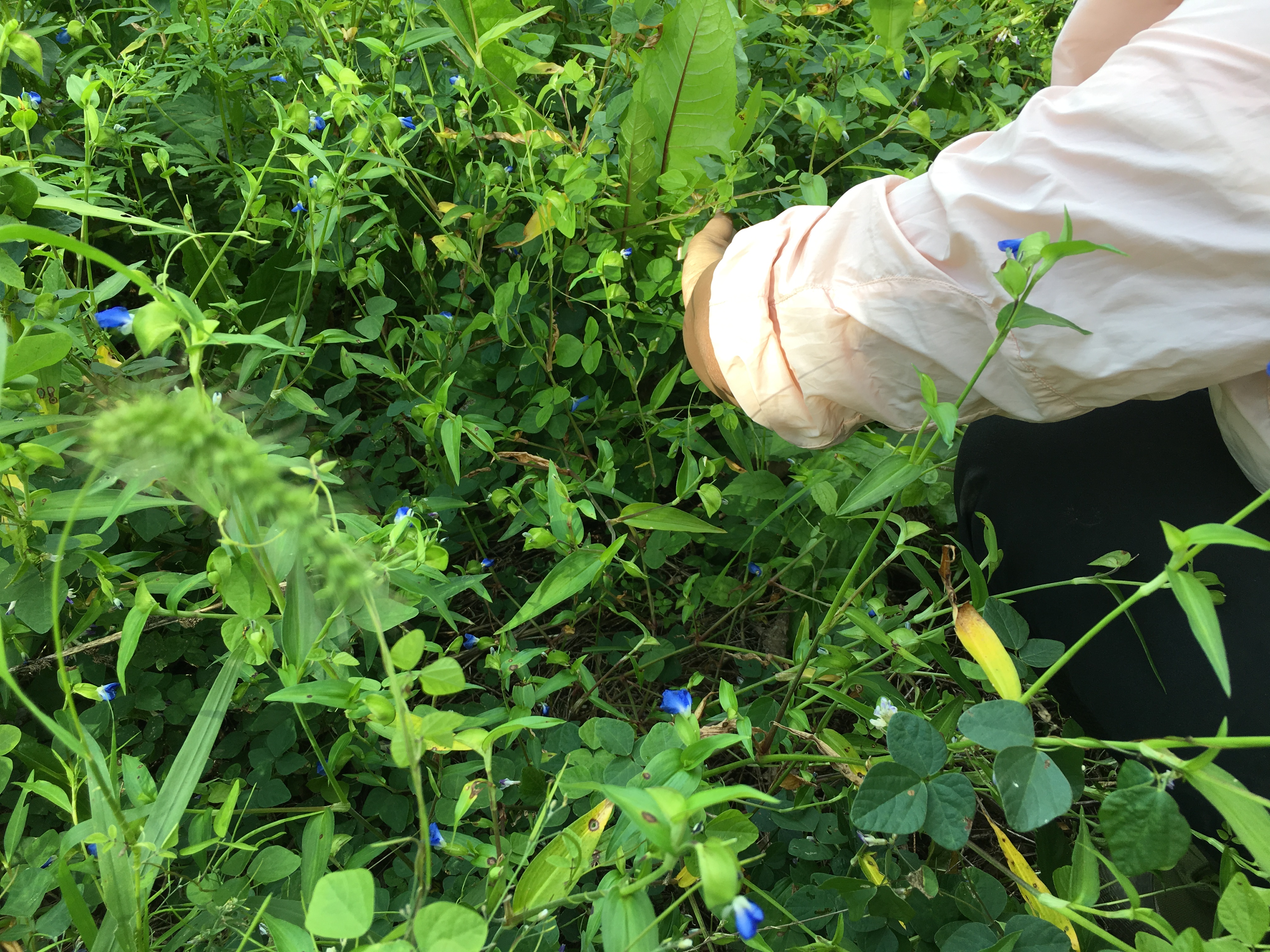 婆婆丁和什么配最好吃,婆婆丁蘸酱真的好吃吗