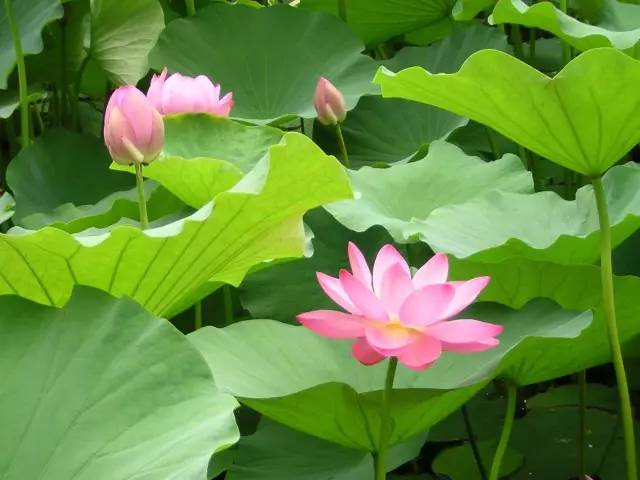 农村小型厂致富商机,农村商机加盟项目