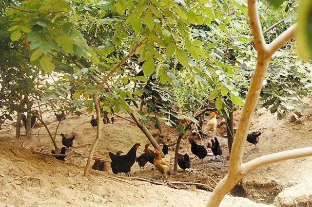 农村小型厂致富商机,农村商机加盟项目