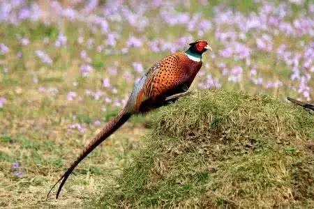 农村小型厂致富商机,农村商机加盟项目