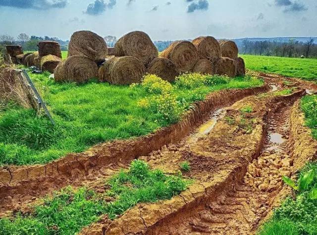 曝光6个适合农村人致富项目,农村特种种植致富项目有哪些