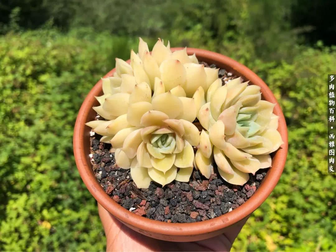 美国多肉,多肉西雅图