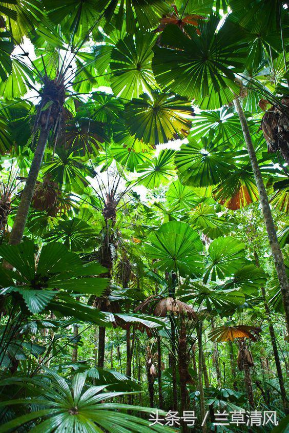 狼人传说故事视频,狼人传说杀破狼