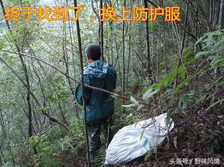 蜂箱旁诱捕马蜂的最佳方法,诱蜂洞如何引诱马蜂