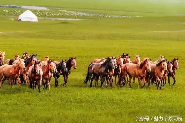 一座去了不想走的城市成都,一座去了还想去的城