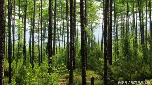 一座去了不想走的城市成都,一座去了还想去的城
