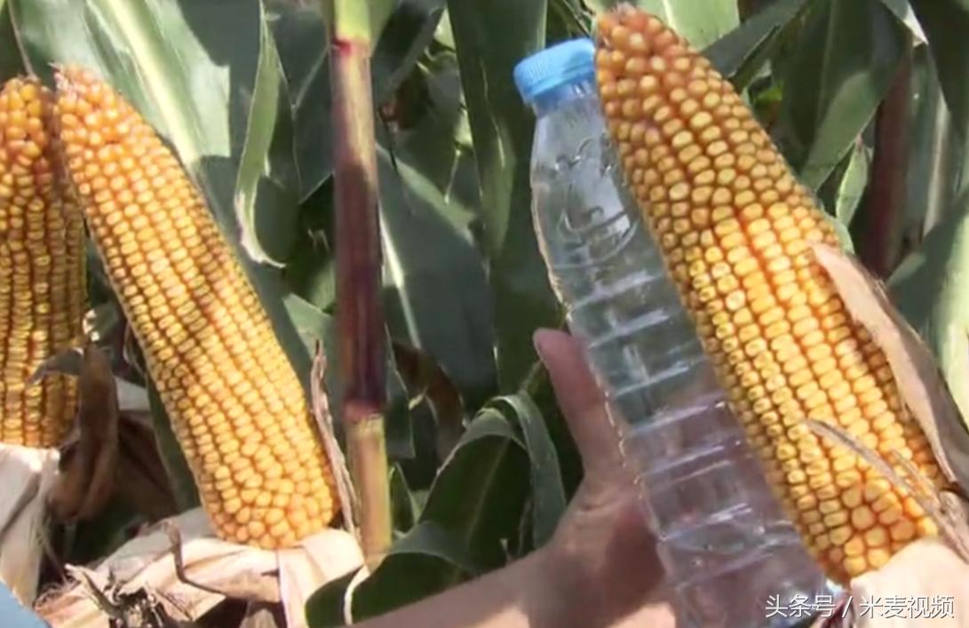 大穗型玉米品种推荐,大穗型玉米种子