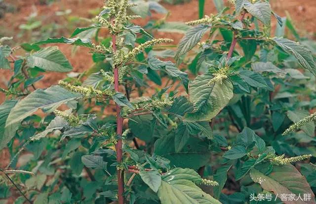 客家人煮汤有哪些草药,梅州客家煲汤药材根