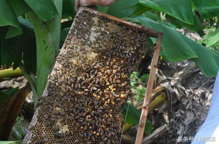 为什么杀螨后蜂群中出现大量爬蜂？该如何应对？