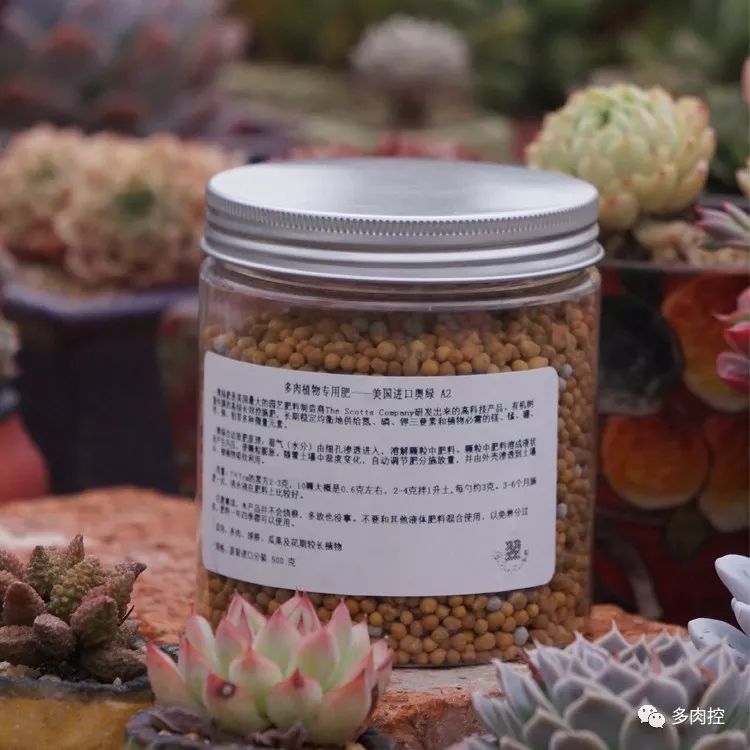 如何养好多多肉,怎么才能养好多肉盆栽