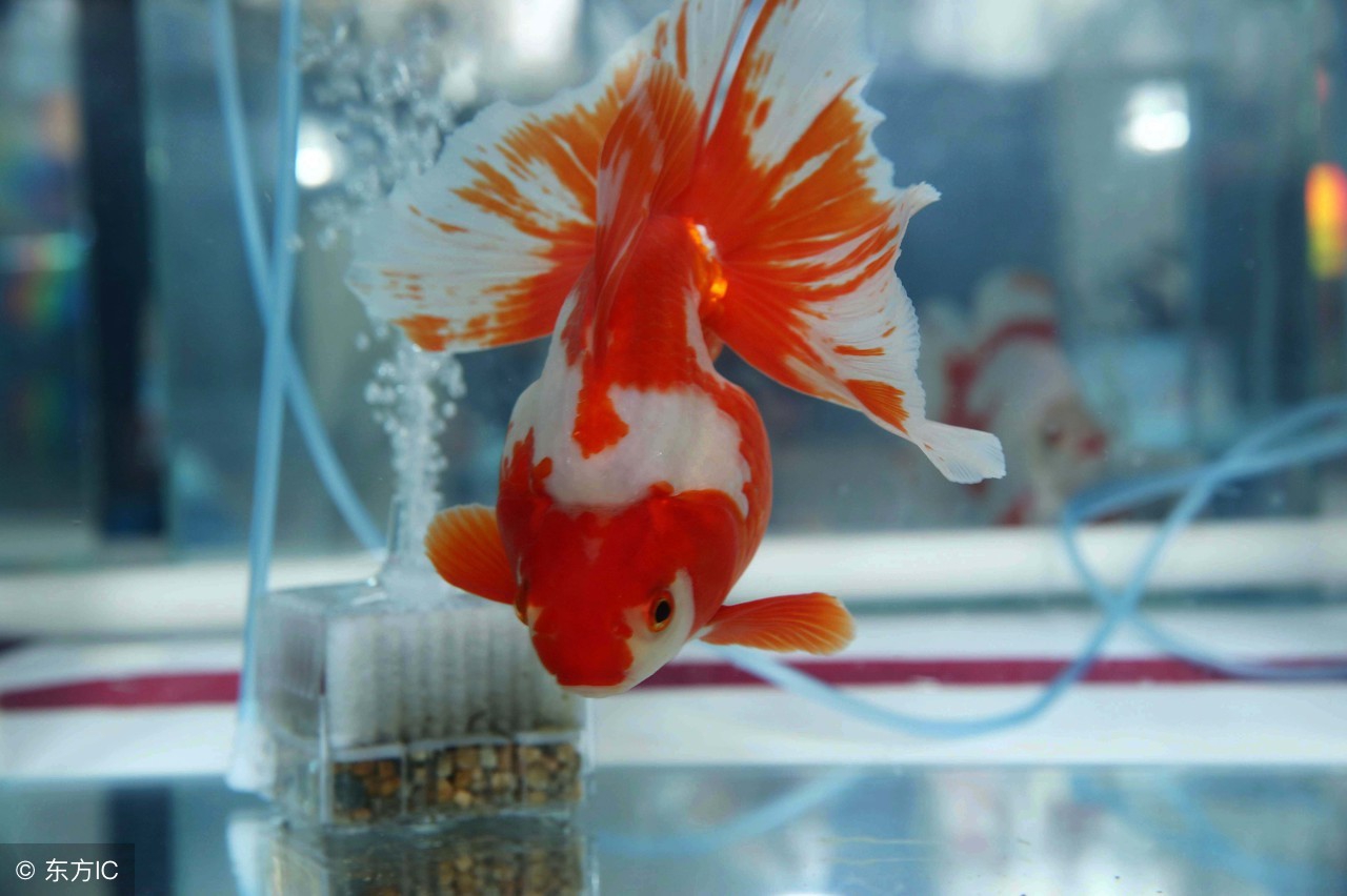 观赏鱼烂头烂尾用庆大霉素可以吗,观赏鱼鱼尾有白点烂尾要用什么药