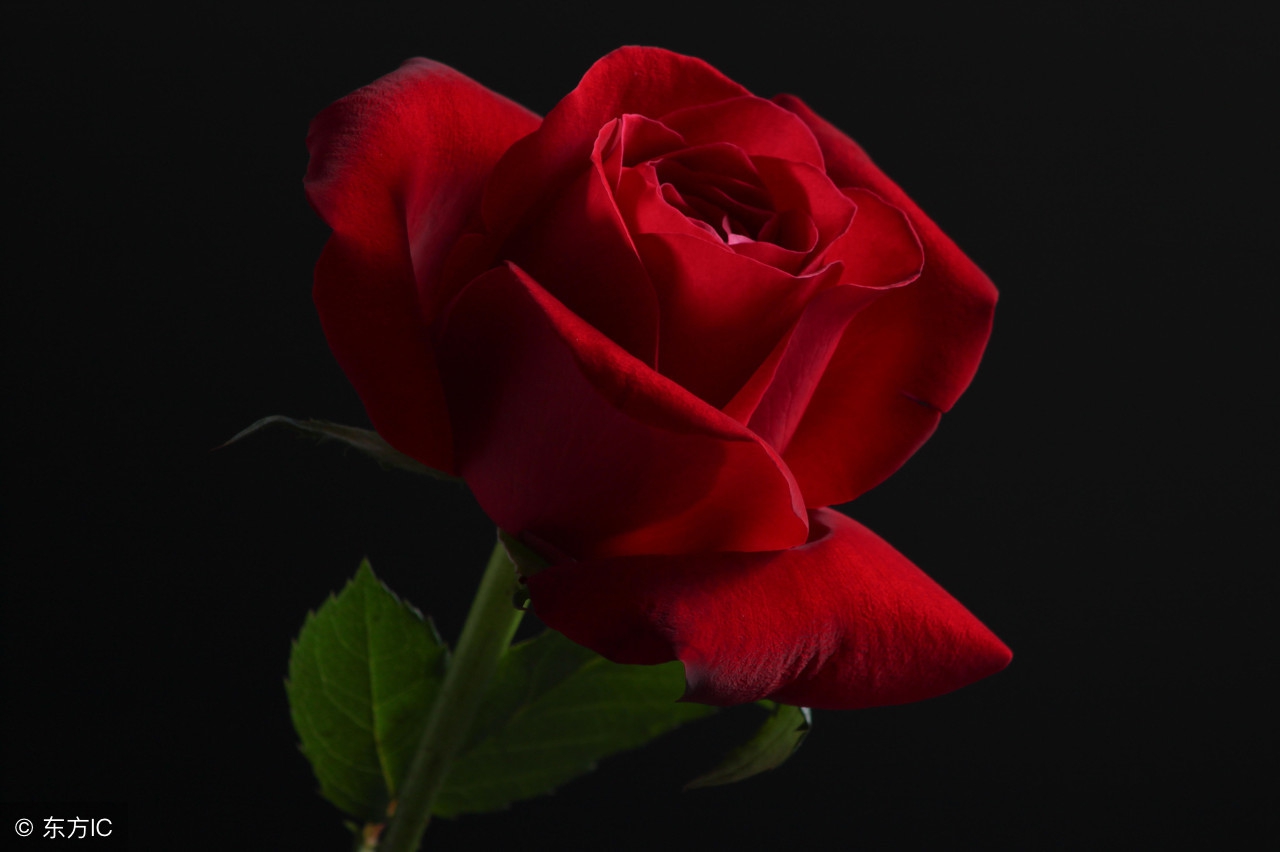 常见玫瑰花种类及图片名称,常见玫瑰花品种和寓意