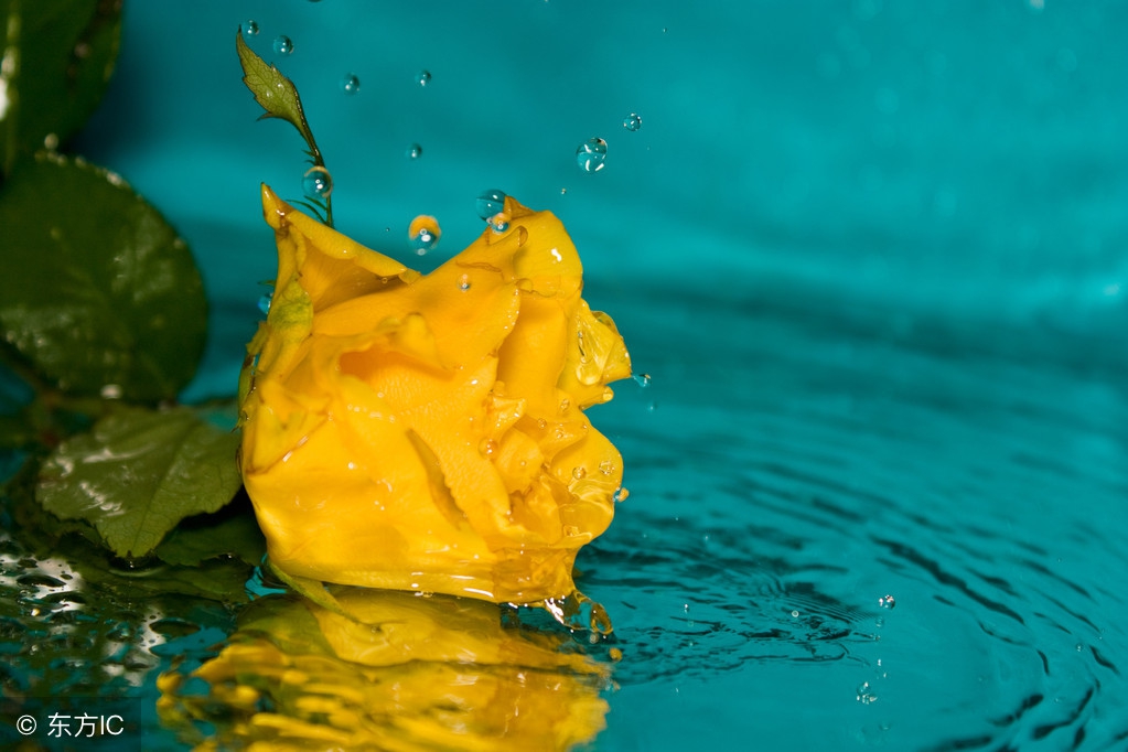 荔枝玫瑰花的花语,黑色玫瑰花的花语