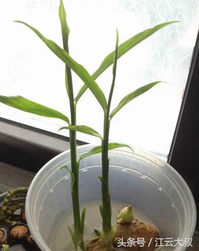 生姜盆栽种植方法用什么土,阳台盆栽生姜如何管理