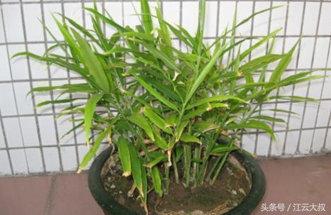 生姜盆栽种植方法用什么土,阳台盆栽生姜如何管理