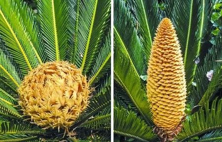 千年铁树竟然开花了,十年前铁树开花