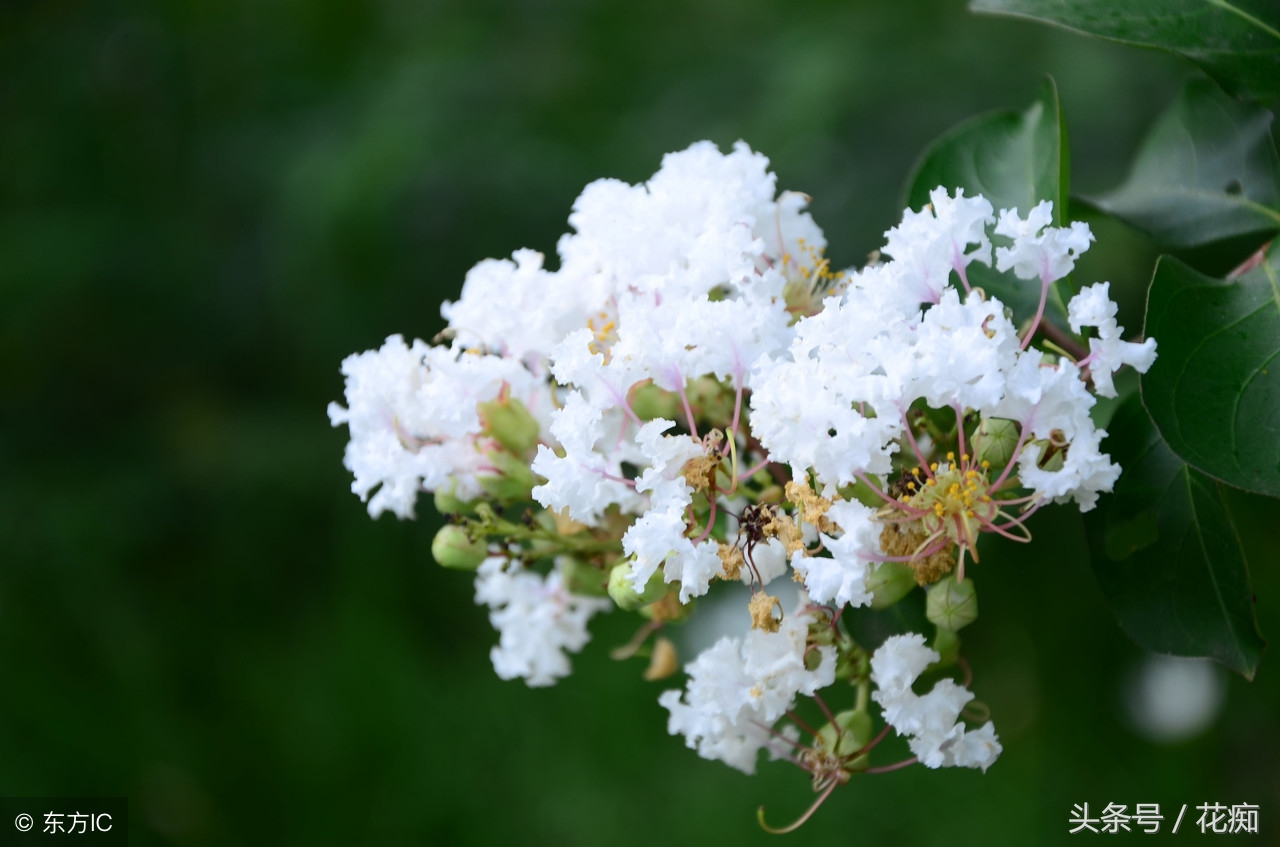 漂亮的紫薇花开了,紫薇哪个品种最好养