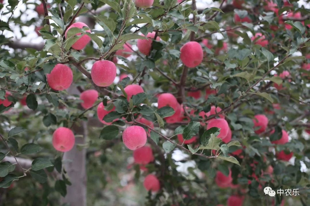 苹果上色需要辅助措施,采取哪些措施可以让苹果上色更好