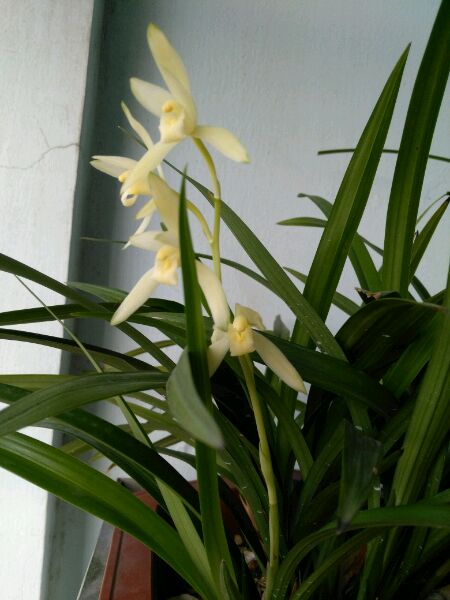 兰花防烂根最好方法,春季兰花烂根用什么药