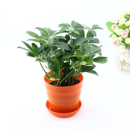 这几种植物放家里胜过空气净化器,什么植物好看又能防辐射