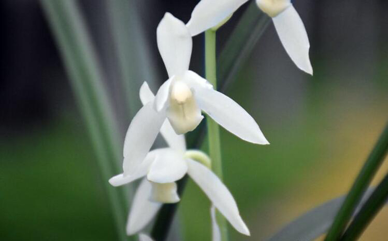 兰花怎么让花色艳丽,兰花的花色如何选择好看