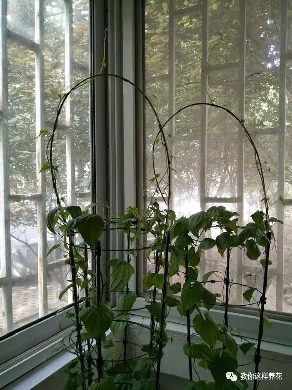 山药发芽全过程,山药发芽一根都不能吃吗