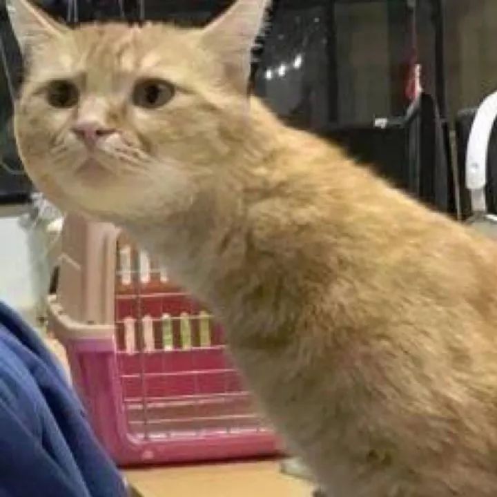 警惕这小虫,六安已有人因它致死!当下高发期!