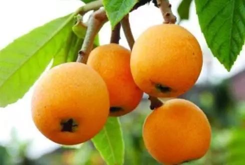 南通三农增产增收,海门三个高质量发展主题