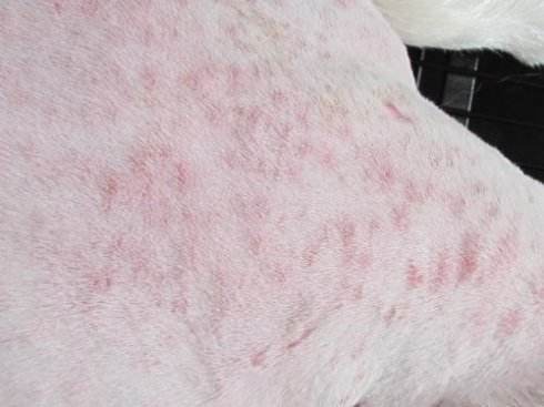 狗狗生病不吃不喝喂什么补充营养,泰迪狗狗生病的各种症状以及疗法