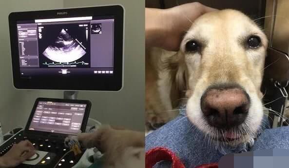 狗狗生病不吃不喝喂什么补充营养,泰迪狗狗生病的各种症状以及疗法