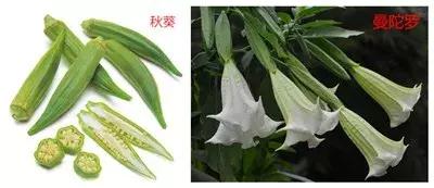 秋葵与曼陀罗的区别,秋葵与曼陀罗花