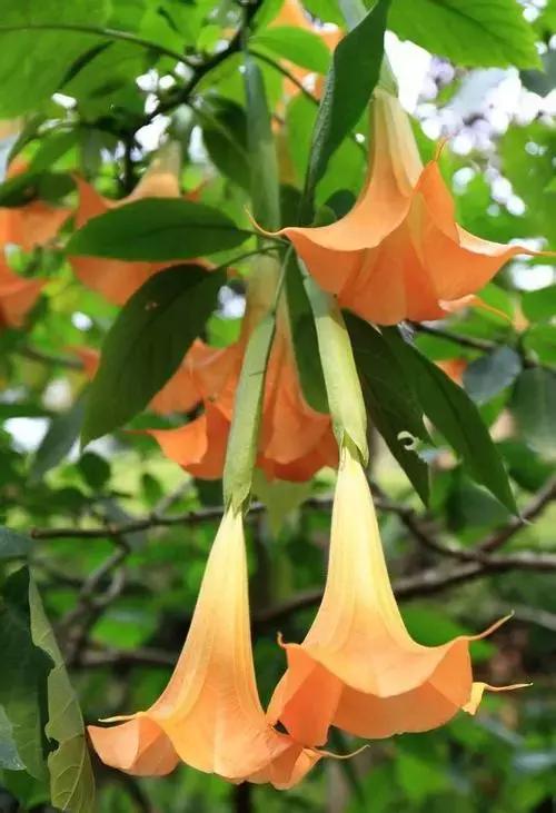 秋葵与曼陀罗的区别,秋葵与曼陀罗花