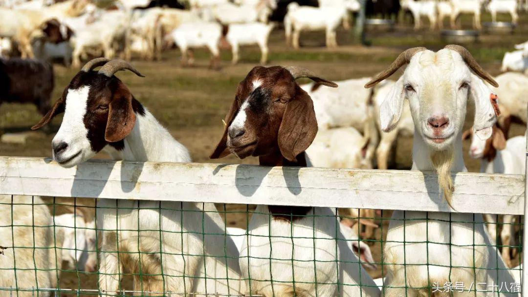 陈柏霖一个人的旅行,陈柏霖花少完整版视频