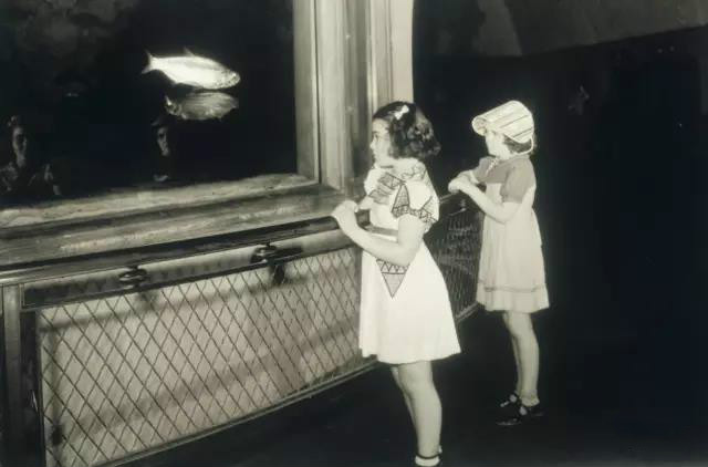 见到这只鱼大伙都要喊它爷爷,结局竟被安乐死,人们却表示赞同