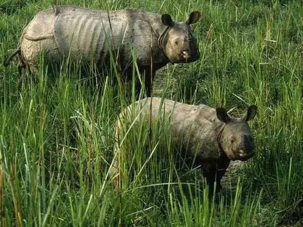 世界上最小的24种动物,世界上胆子最小的动物