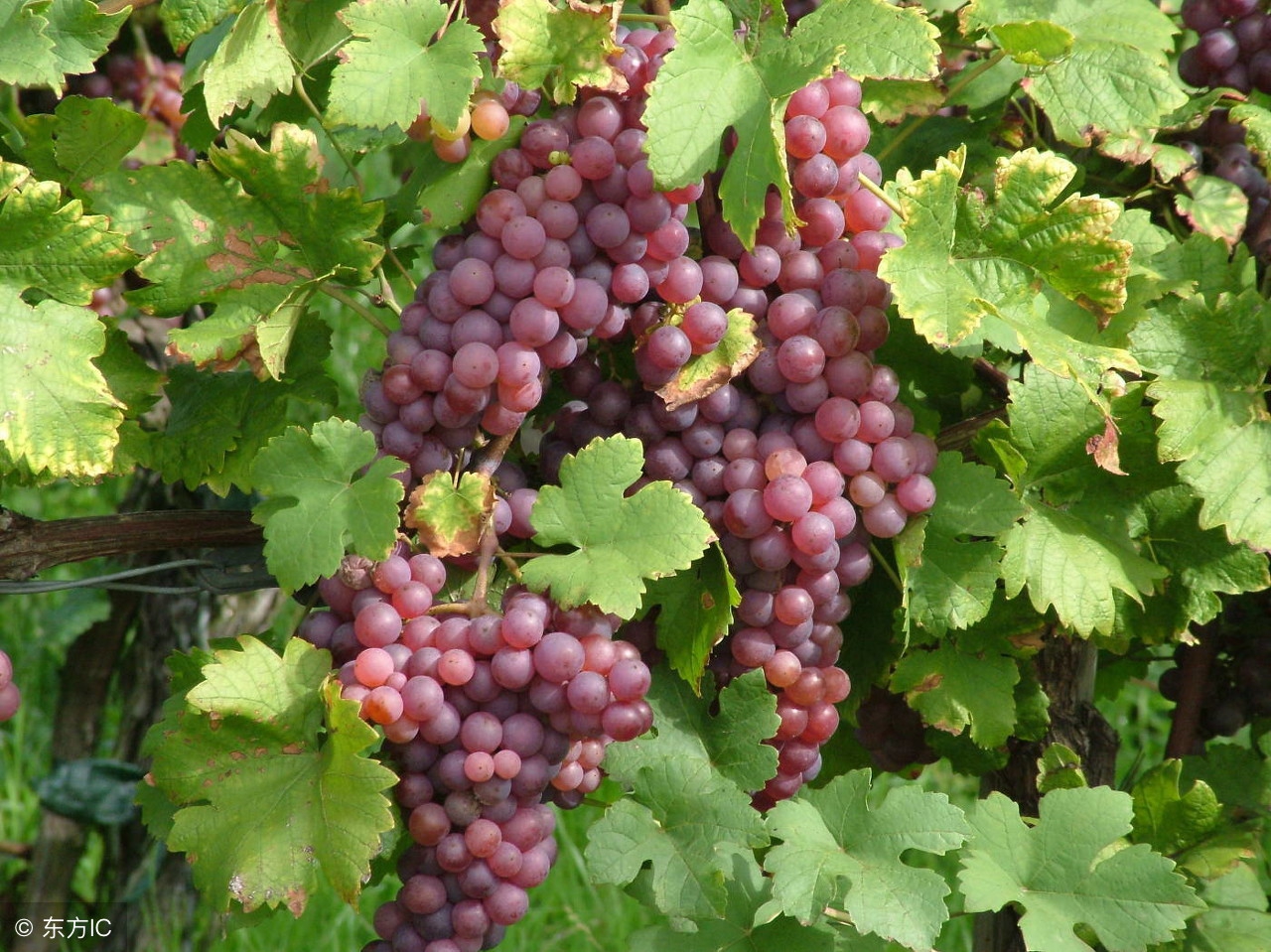 葡萄成熟期用哪些药不影响转色,葡萄迟迟不熟是什么原因