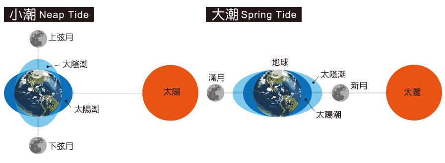 蛏子贝壳类海鲜,贝类海鲜有哪些毛蚶