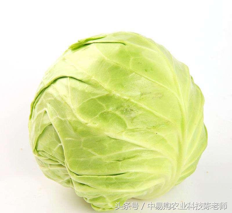 甘蓝包菜外叶病害图与防治,甘蓝育苗期病害防治