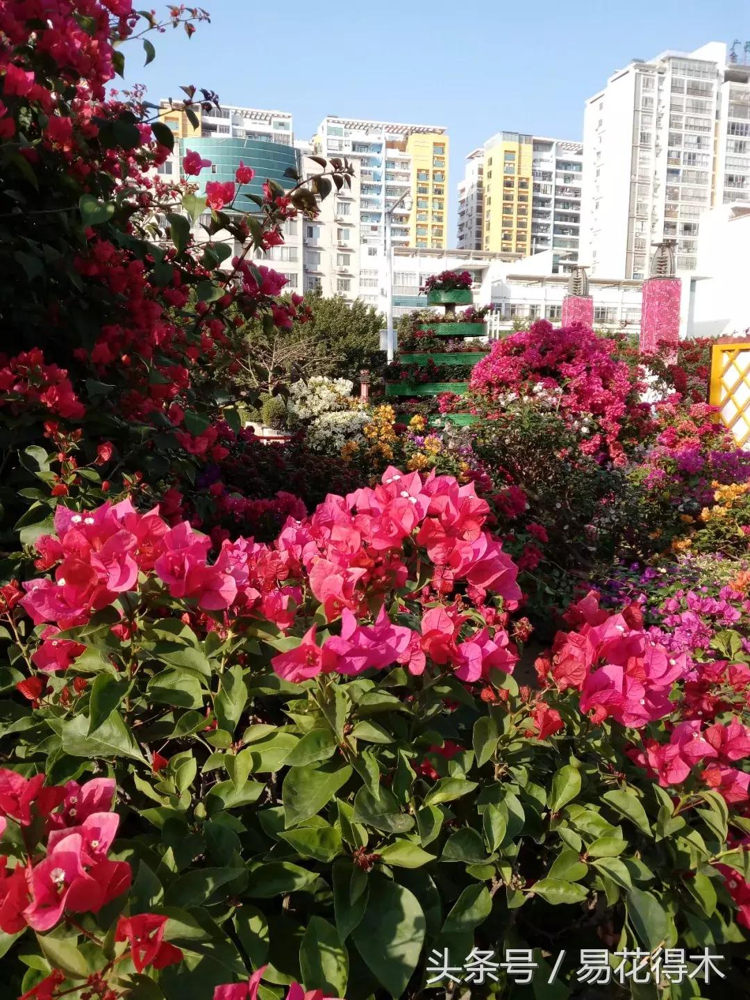 老枝杜鹃如何扦插,老枝杜鹃怎么扦插