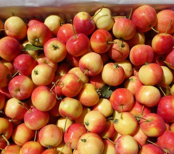 山上的跟山楂一样的小苹果能吃吗,北方有一种很硬但是很甜的苹果