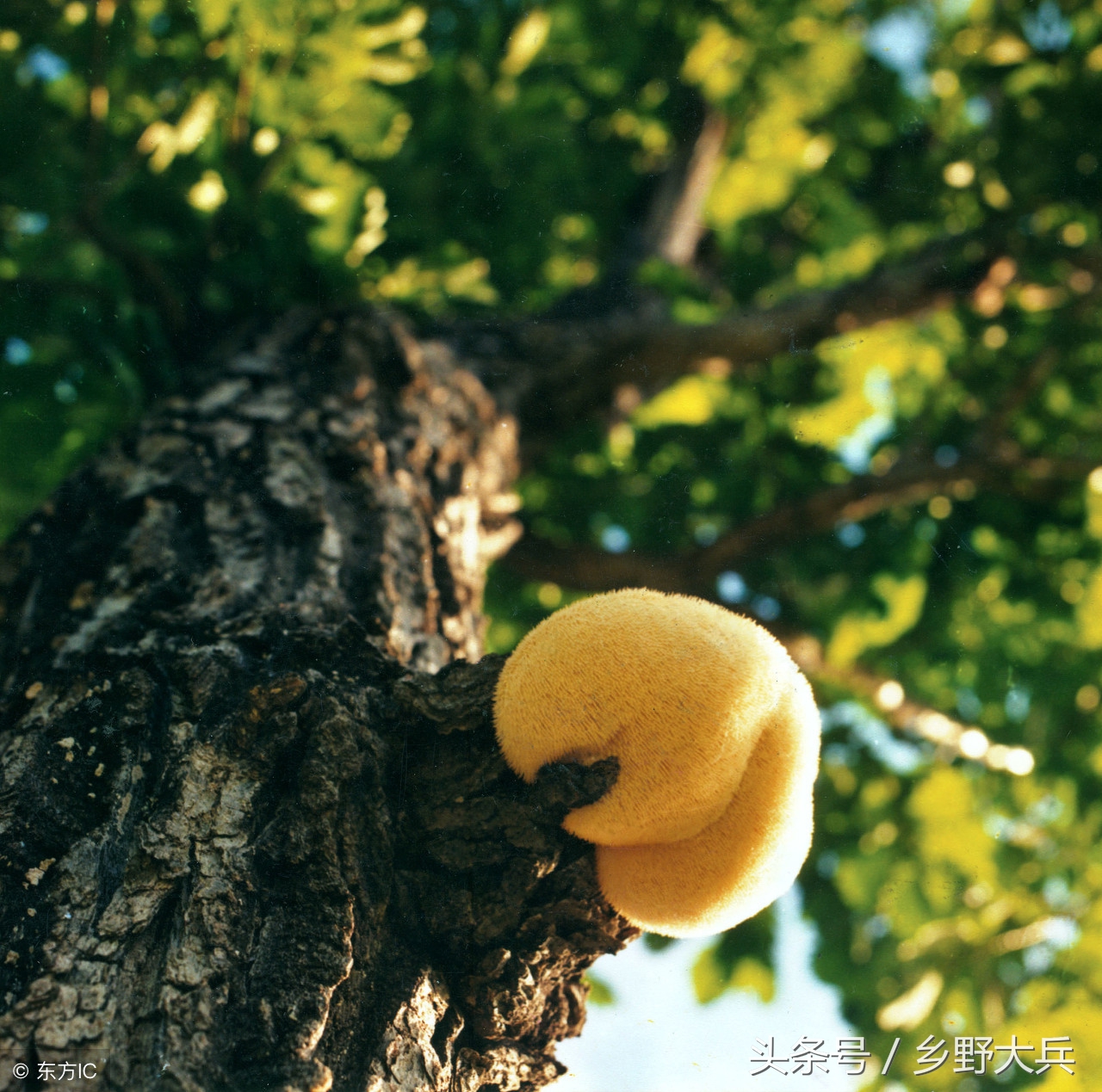 有抗癌功效的山野菜,藏在山林里的美味